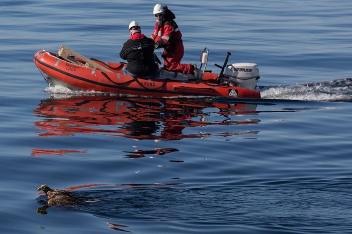 saving an eagle from drowning