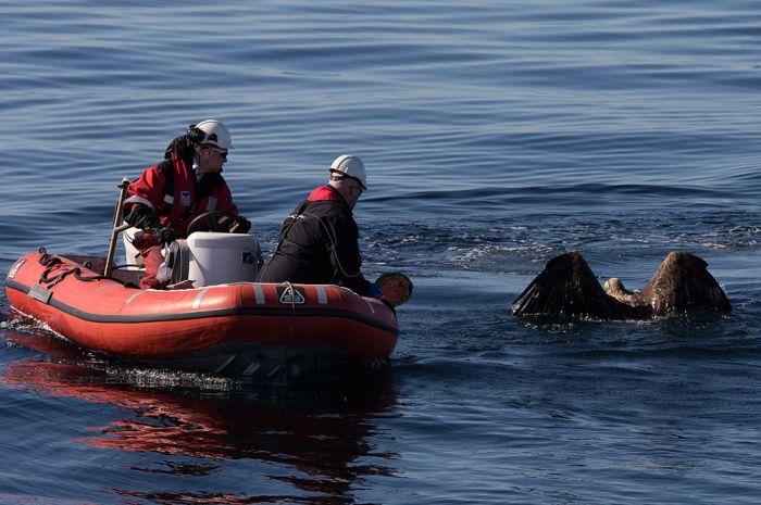 saving an eagle from drowning