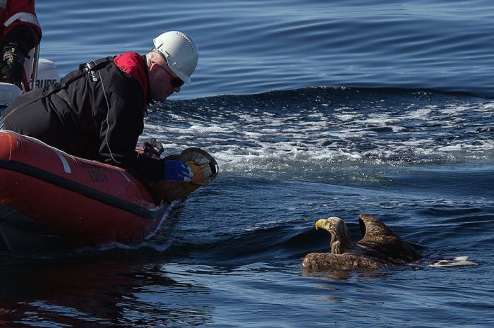 saving an eagle from drowning