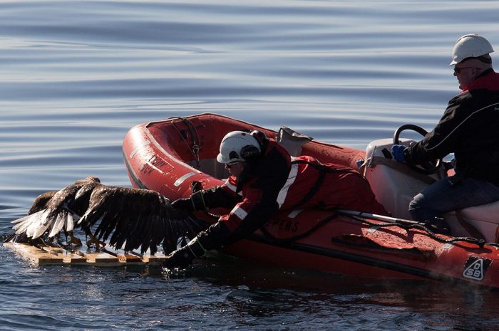 saving an eagle from drowning