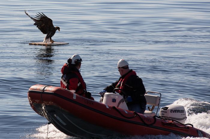 saving an eagle from drowning