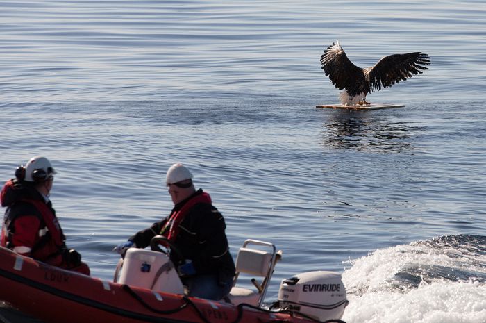 saving an eagle from drowning