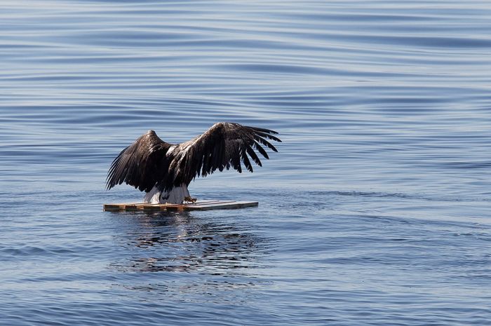 saving an eagle from drowning