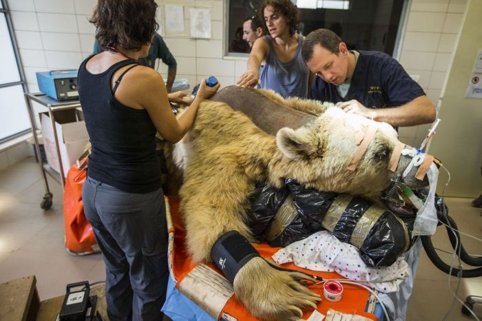 bear surgery