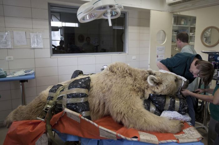 bear surgery