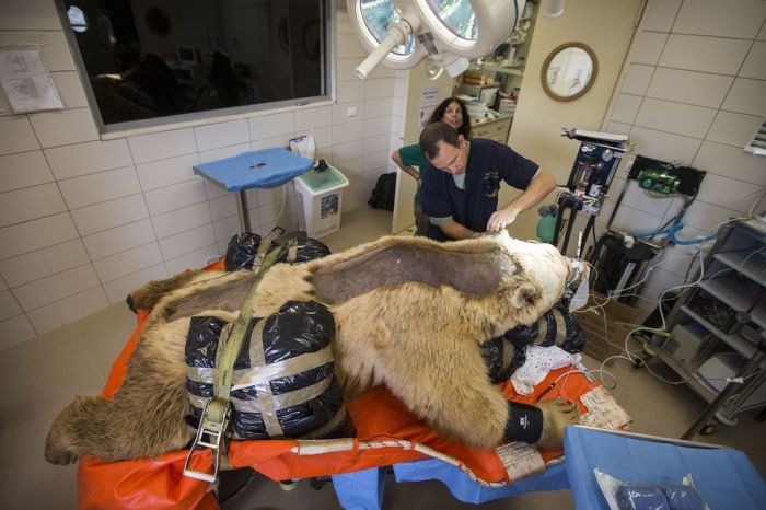 bear surgery