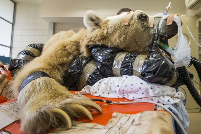 bear surgery