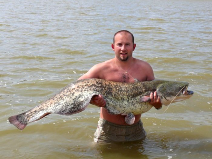 catching a giant catfish