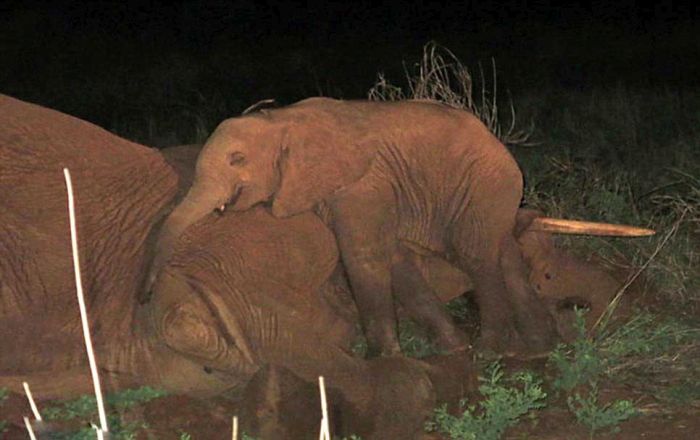 baby elephant cried for hours after mother passed away