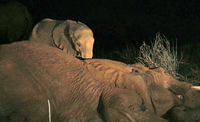 baby elephant cried for hours after mother passed away