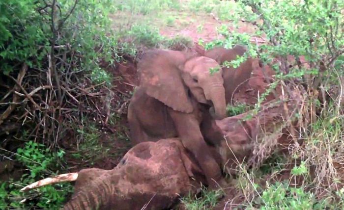 baby elephant cried for hours after mother passed away