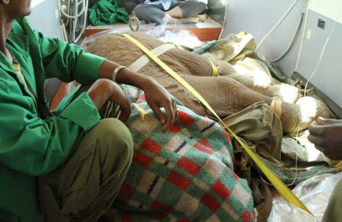 baby elephant cried for hours after mother passed away