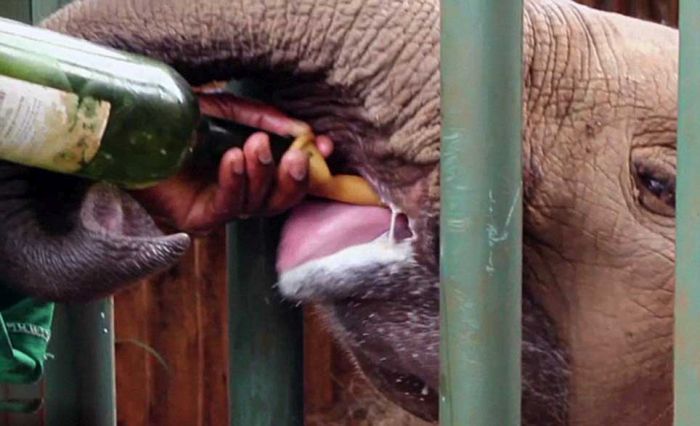 baby elephant cried for hours after mother passed away