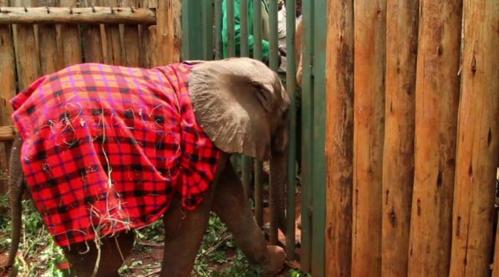 baby elephant cried for hours after mother passed away