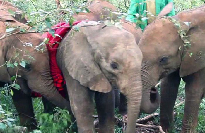 baby elephant cried for hours after mother passed away