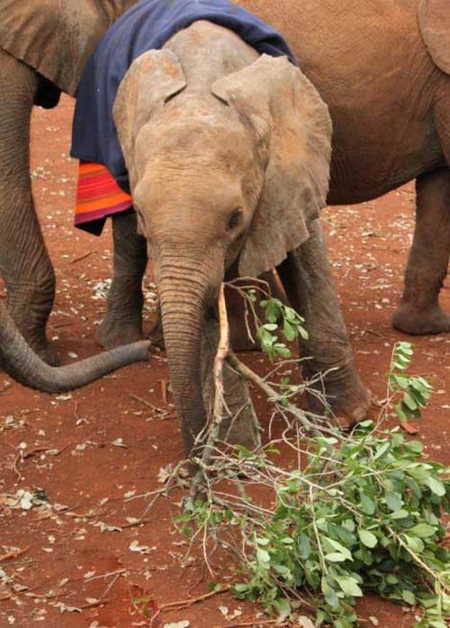 baby elephant cried for hours after mother passed away