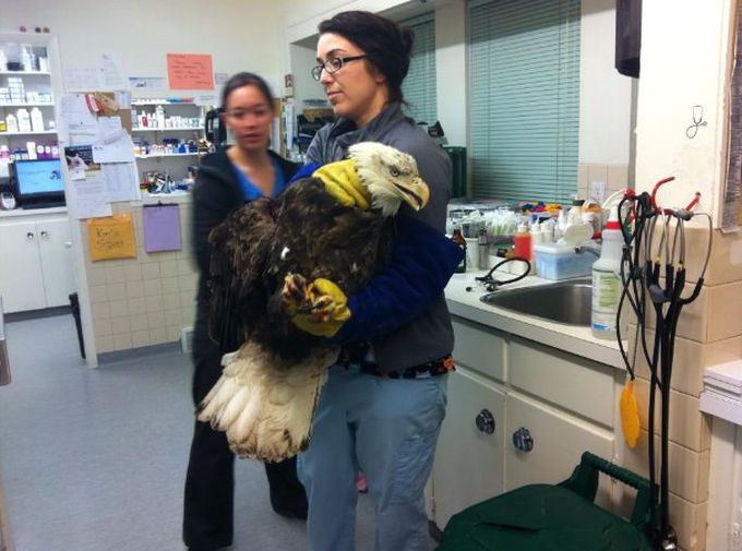 bald eagle broken wing fracture after car hit