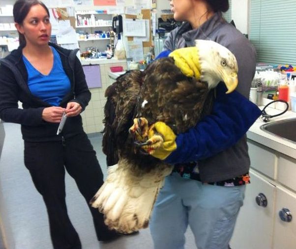 bald eagle broken wing fracture after car hit