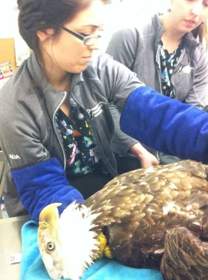 bald eagle broken wing fracture after car hit