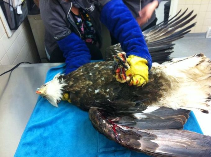 bald eagle broken wing fracture after car hit