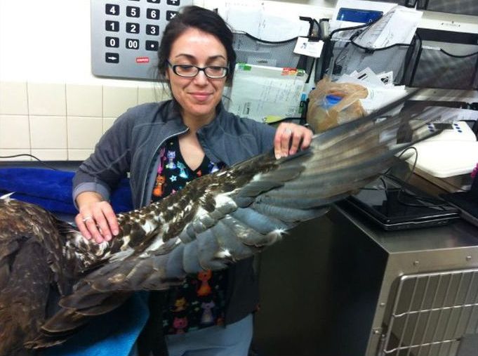 bald eagle broken wing fracture after car hit