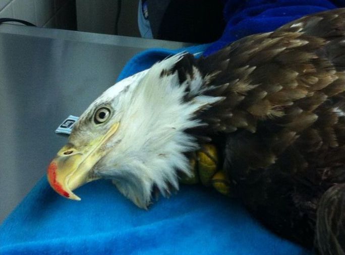 bald eagle broken wing fracture after car hit
