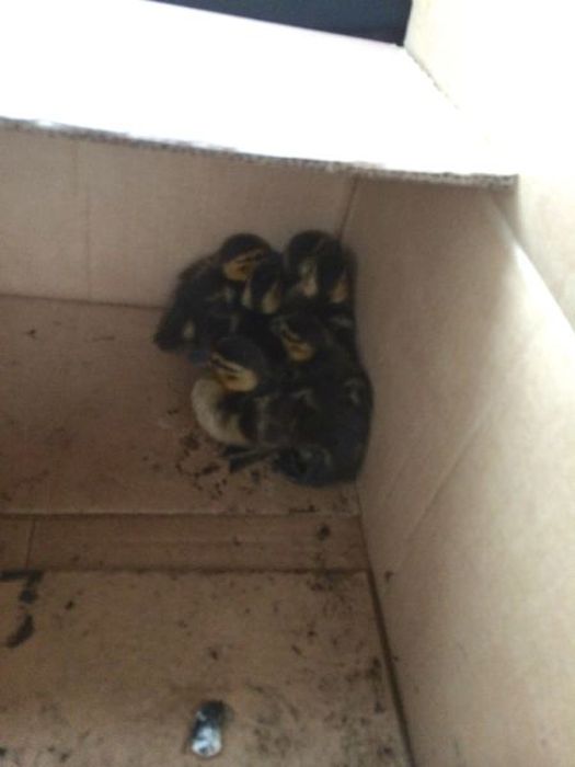 baby ducklings rescue