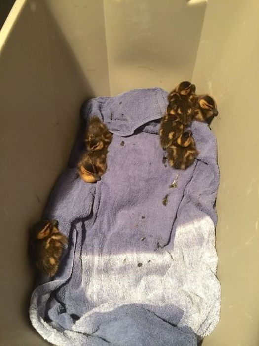 baby ducklings rescue