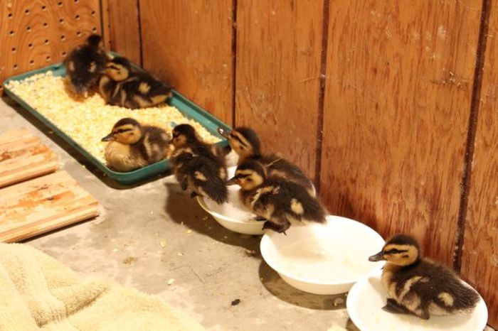 baby ducklings rescue