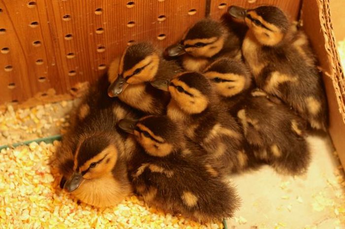 baby ducklings rescue