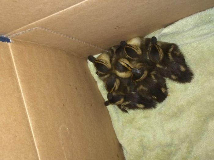 baby ducklings rescue