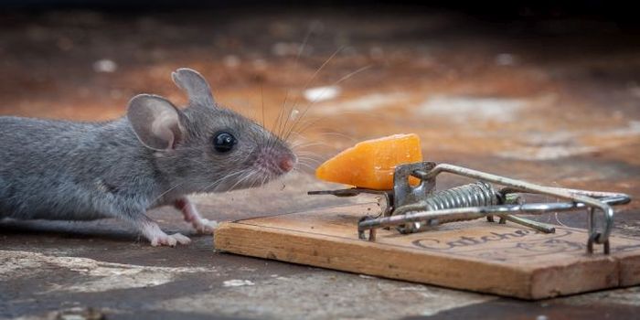 mouse against a mousetrap