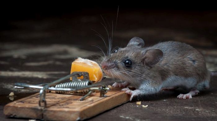 mouse against a mousetrap