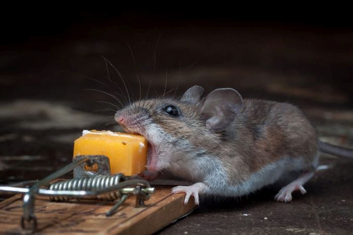 mouse against a mousetrap