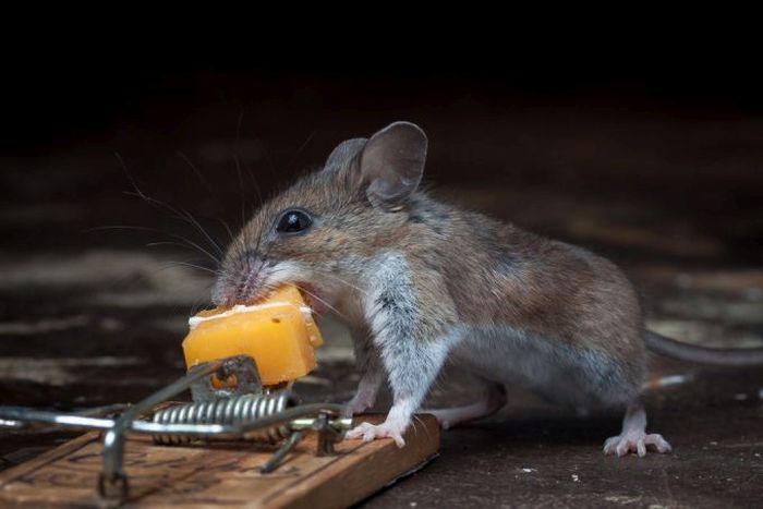 mouse against a mousetrap