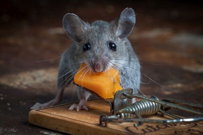 mouse against a mousetrap