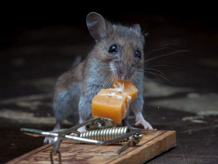 mouse against a mousetrap