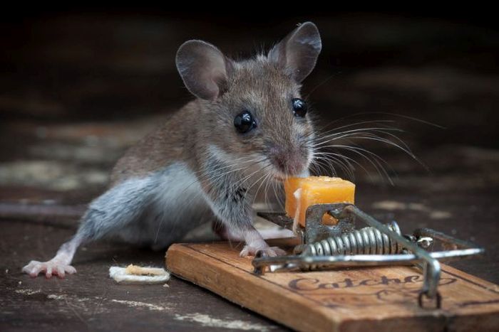 mouse against a mousetrap