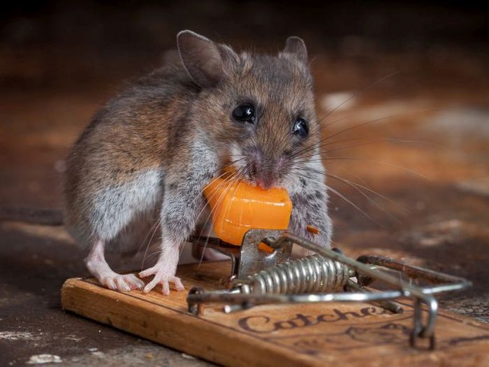 mouse against a mousetrap