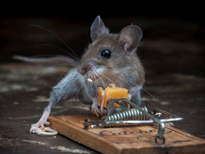 mouse against a mousetrap