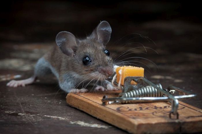 mouse against a mousetrap