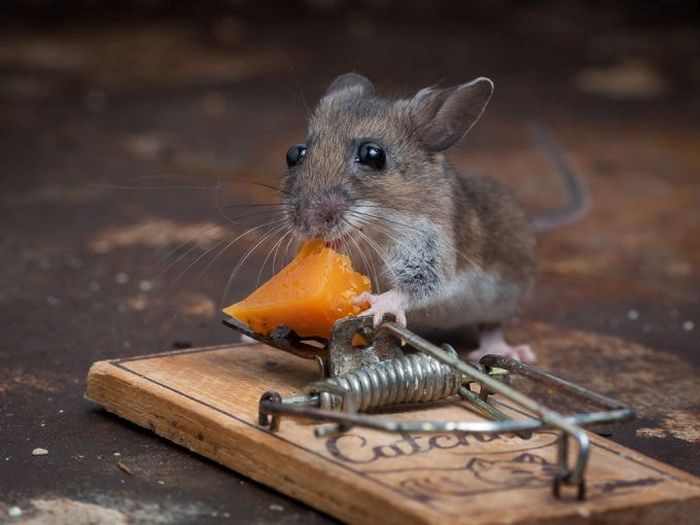 mouse against a mousetrap