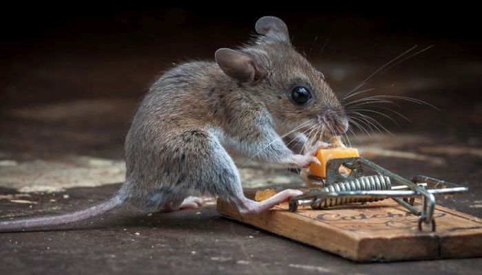 mouse against a mousetrap