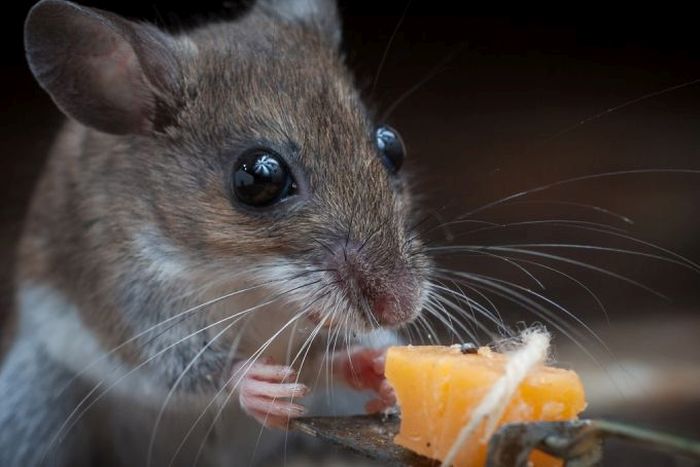 mouse against a mousetrap