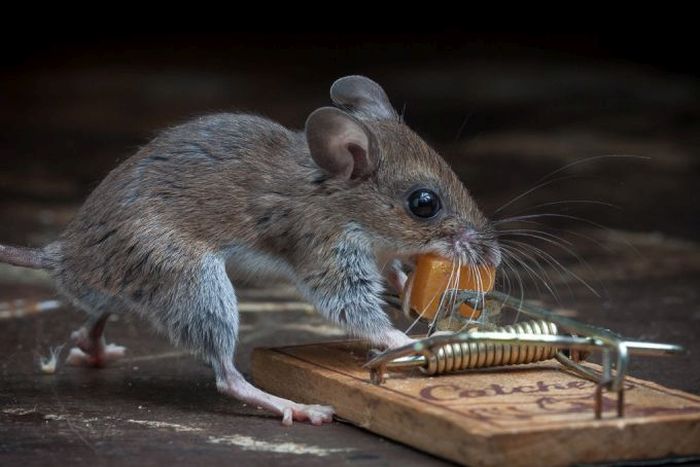 mouse against a mousetrap