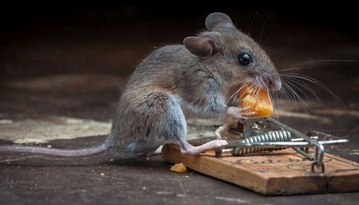 mouse against a mousetrap