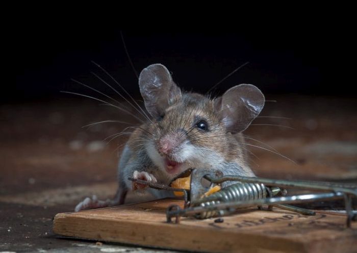 mouse against a mousetrap