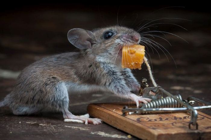 mouse against a mousetrap