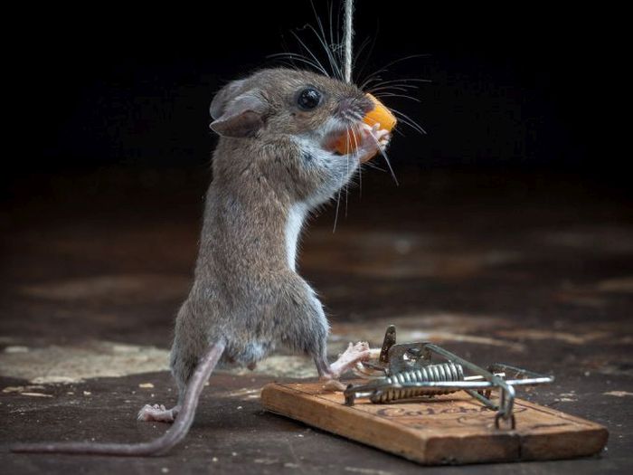 mouse against a mousetrap