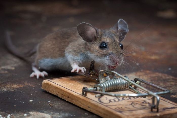 mouse against a mousetrap